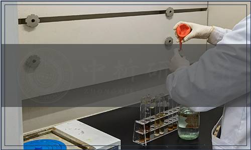 廣東省蔬菜產業協會關于發布《粵北地區油菜-水稻-番薯三熟輪作優質高效標準化生產技術規程》團體標準的修訂公告（粵蔬協[2023]14號）